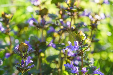 Téléchargez les photos : Glechoma hederacea, Nepeta hederacea, au printemps sur la pelouse pendant la floraison. Fleurs bleues ou violettes utilisées par l'herboriste en médecine douce. - en image libre de droit