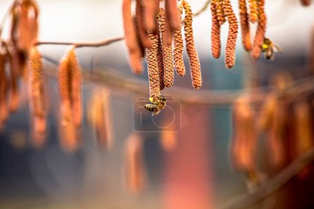 Foto de Pendientes de avellana en un árbol a principios de primavera de cerca. Abeja melífera recolectando polen del género Corylus. - Imagen libre de derechos