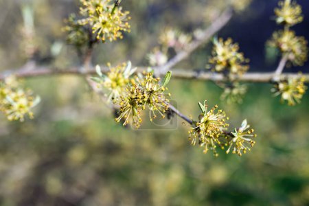 Téléchargez les photos : Branche florissante d'un cornouiller aux fleurs jaunes au printemps - en image libre de droit