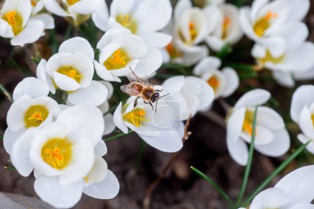 Téléchargez les photos : Abeille sur des fleurs de crocus blanc dans le jardin. Concentration sélective - en image libre de droit