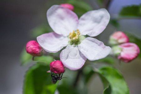 Téléchargez les photos : Floraison du pommier au printemps, gros plan, mise au point sélective - en image libre de droit