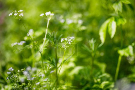 Téléchargez les photos : Cerfeuil, Anthriscus cerefolium), persil français ou cerfeuil de jardin petites fleurs blanches sur fond vert dans le jardin. faible profondeur de champ - en image libre de droit