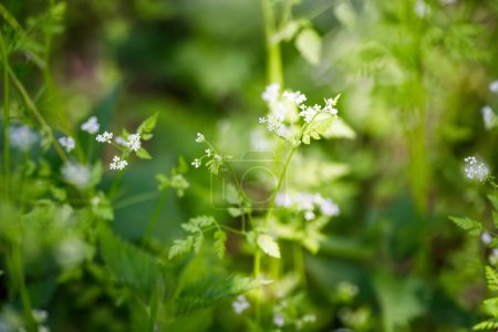 Téléchargez les photos : Cerfeuil, Anthriscus cerefolium), parfois appelé persil français ou cerfeuil de jardin Petites fleurs blanches sur fond vert. Concentration douce - en image libre de droit