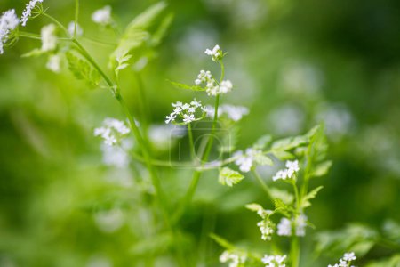 Photo for Chervil, Anthriscus cerefolium), French parsley or garden chervil . Small white flowers in the forest. Shallow depth of field. - Royalty Free Image