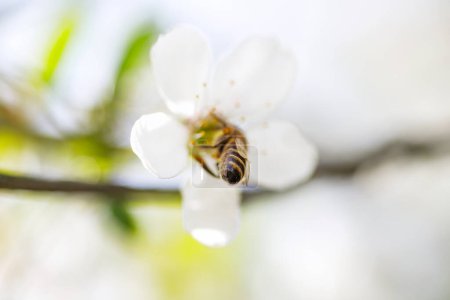 Téléchargez les photos : Abeille pollinisatrice d'une fleur de cerisier au printemps - en image libre de droit