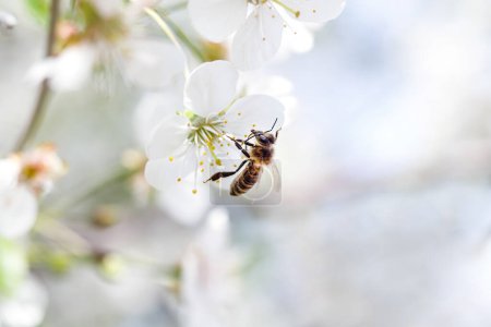 Téléchargez les photos : L'abeille sur les fleurs de cerisier au printemps. Macro prise de vue avec faible profondeur de champ. - en image libre de droit