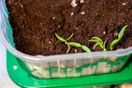 Photo for Microgreen pepper sprouts seedlings in plastic container. Selective focus. nature. part of series - Royalty Free Image