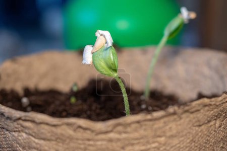 Photo for Zucchini seeding is transplanted into the ground after germination from seeds. Growing sustainable vegetables for vegans and vegetarians part of series - Royalty Free Image