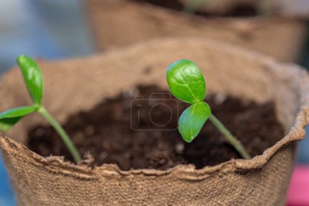 Photo for Zucchini seeding is transplanted into the ground after germination from seeds. Growing sustainable vegetables for vegans and vegetarians part of series - Royalty Free Image