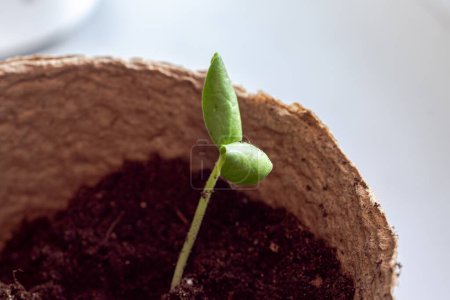 Foto de La siembra de calabacín se trasplanta al suelo después de la germinación de las semillas. Cultivar verduras sostenibles para veganos y vegetarianos parte de la serie - Imagen libre de derechos