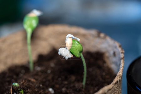 Téléchargez les photos : L'ensemencement de courgettes est transplanté dans le sol après germination à partir de graines. Cultiver des légumes durables pour les végétaliens et les végétariens faisant partie de la série - en image libre de droit