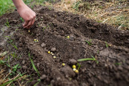 Foto de Mano del agricultor plantando semillas de guisante en suelo fértil en la cama en primavera - Imagen libre de derechos