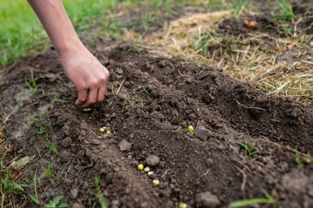 Photo for Farmer's hand planting pea seeds in fertile soil in bed in spring - Royalty Free Image