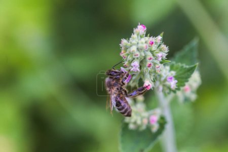 Photo for Lamium album, white nettle, white dead-nettle purple flowers. Honeybee collect nectar from the blooming Lamium album. Copy space - Royalty Free Image