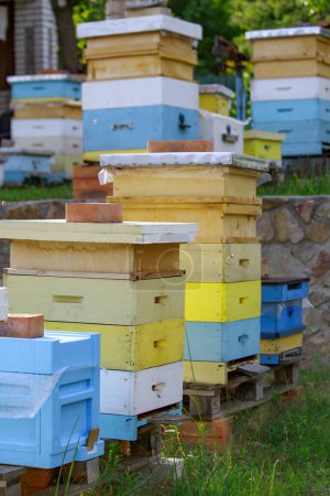 Téléchargez les photos : Coucher de soleil au rucher. Des abeilles en vol. Entrée ouverte sur la ruche jaune. Les abeilles reviennent de la collecte du miel. Beaucoup d'abeilles à l'entrée de la ruche - en image libre de droit
