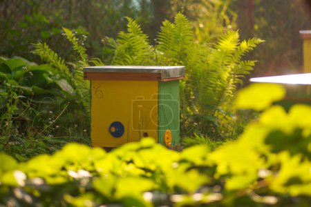 Téléchargez les photos : Pour rucher un essaim, pour augmenter à partir d'une colonie, constituer un noyau, élever, couvain rotatif, pour diriger une ruche. Ruches jaunes pour boutures de noyaux d'abeilles mellifères dans le jardin près du lupin - en image libre de droit