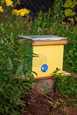 Téléchargez les photos : Pour rucher un essaim, pour augmenter à partir d'une colonie, constituer un noyau, élever, couvain rotatif, pour diriger une ruche. Ruches jaunes pour boutures de noyaux d'abeilles mellifères dans le jardin près du lupin - en image libre de droit