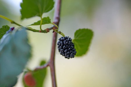 Photo for Ripe berries of mulberry - mulberry tree. - Royalty Free Image