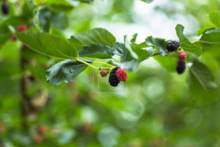 Photo for Ripe berries of mulberry - mulberry tree. - Royalty Free Image