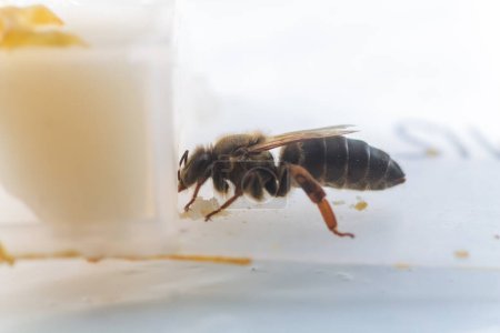 Téléchargez les photos : La reine des abeilles pendant le vol avant l'insémination artificielle. Cellule pour le transport des reines abeilles. - en image libre de droit