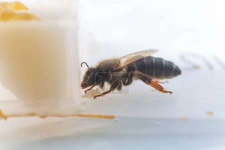 Foto de La abeja reina durante el vuelo antes de la inseminación artificial. Celda para el transporte de abejas reina. - Imagen libre de derechos