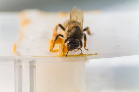 Foto de La abeja reina durante el vuelo antes de la inseminación artificial. Celda para el transporte de abejas reina. - Imagen libre de derechos