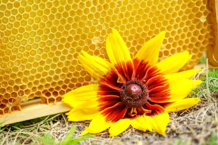 Téléchargez les photos : Cellules jaunes scellées sur le cadre. Cadre en miel avec miel mature. Petit cadre en bois avec nid d'abeille plein de miel d'acacia. - en image libre de droit