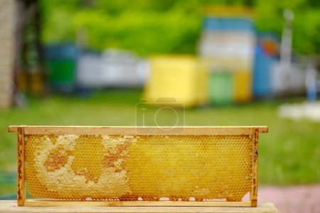 Foto de Celdas selladas amarillas en el marco. Marco de miel con miel madura. Pequeño marco de madera con panales llenos de miel de acacia. - Imagen libre de derechos
