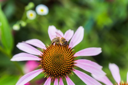 Photo for Bee close-up on a flower of echinacea, coneflowers. The bee collects the nectar from the flower of Echinacea purpurea. - Royalty Free Image