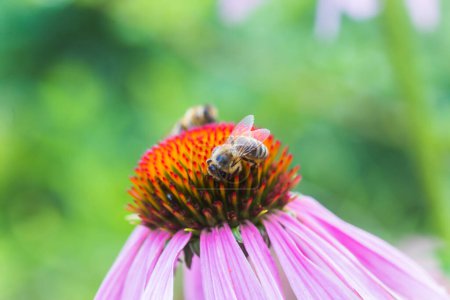 Téléchargez les photos : Gros plan de l'abeille sur une fleur d'échinacée, des fleurs d'échinacée. L'abeille recueille le nectar de la fleur d'Echinacea purpurea. - en image libre de droit