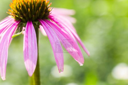 Foto de Abeja primer plano en una flor de equinácea, flores de conejo. La abeja recoge el néctar de la flor de Echinacea purpurea. - Imagen libre de derechos