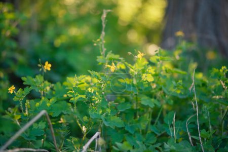 Photo for Blooming celandine, Chelidonium majus, greater celandine, nipplewort, swallowwort or tetterwort in forest lit by rays of setting sun. Celandine on the background of green forest. Medicinal plants. - Royalty Free Image