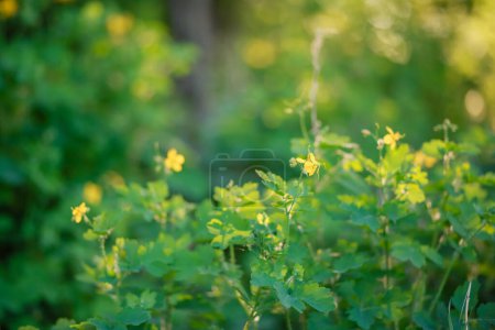 Photo for Blooming celandine, Chelidonium majus, greater celandine, nipplewort, swallowwort or tetterwort in the forest lit by the rays of the setting sun. Celandine on the background of green forest. Medicinal plants. - Royalty Free Image