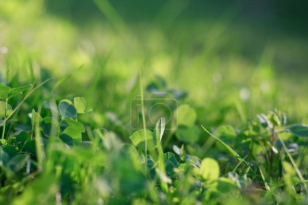 Photo for Glade with clover, trefoil, genus Trifoliumat at sunset rays of the sun illuminate the grass and clover. Wild clower growing on meadow. Patrick's Day. - Royalty Free Image