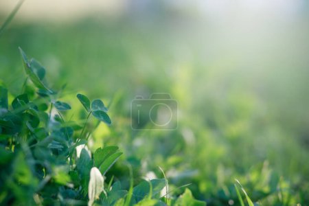 Photo for Glade with clover, trefoil, genus Trifoliumat at sunset rays of the sun illuminate the grass and clover. Wild clower growing on meadow. Patrick's Day. - Royalty Free Image