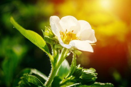Photo for Strawberry flower. Blooming strawberry. Beautiful white strawberry flower in green grass. Meadow with strawberry flowers. Nature strawberry flower in spring. Strawberries flowers in meadow. - Royalty Free Image
