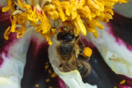 Téléchargez les photos : Fleur de pivoine blanche détail rapproché. Abeille à miel avec une caillette sur les étamines de pivoine tachées. Les abeilles recueillent le pollen de Paeonia suffruticosa, de pivoine d'arbre ou de fleur de pivoine. nombreuses abeilles à l'intérieur de la fleur. - en image libre de droit
