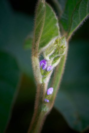 Photo for Purple flowers of soybean closeup. Soy crop in the non-GMO field. Glycine max, soybean, soya bean sprout growing soybeans on an industrial scale. Young soybean plants with flowers on soybean cultivated field. - Royalty Free Image