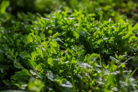 Photo for Leaves of arugula, garden rocket, eruca in rays of the setting sun. Green fresh leaves in garden in village. Non-GMO diet product. Ecological farming. Salad Ingredient for Vegans and Vegetarians - Royalty Free Image