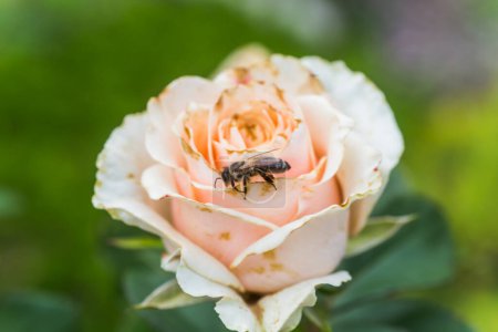 Foto de Una abeja bebiendo agua de un pétalo de rosa seco. se desvanece rosa en un primer plano cama de flores. - Imagen libre de derechos