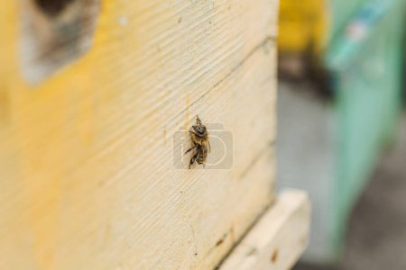 Foto de Abeja en la antigua entrada de la colmena. Las abejas regresan de la recolección de miel a la colmena amarilla. Abejas en la entrada. La colonia de abejas melíferas protege a la colmena del saqueo de la miel. las abejas regresan a la colmena después del flujo de miel. Copiar espacio - Imagen libre de derechos