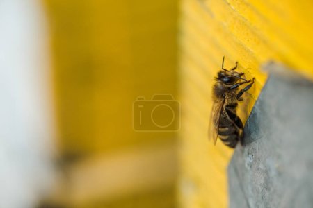 Téléchargez les photos : Abeille à l'entrée de la ruche. Abeilles revenant de la collecte de miel à la ruche jaune. Des abeilles à l'entrée. Les gardiens de colonies d'abeilles mellifères ne pillent pas le miellat. abeilles retournent à la ruche après le flux de miel. Espace de copie - en image libre de droit
