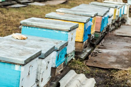 Téléchargez les photos : Des abeilles à l'entrée de la ruche. Abeilles revenant de la collecte de miel à la ruche jaune. Des abeilles à l'entrée. Les gardiens de colonies d'abeilles mellifères ne pillent pas le miellat. abeilles retournent à la ruche après le flux de miel. Espace de copie - en image libre de droit