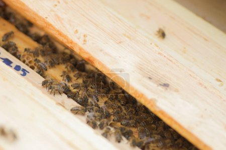 Téléchargez les photos : Des abeilles dans une ruche avec un couvercle ouvert. Des abeilles sur le cadre. Calmer les abeilles pendant l'inspection par un apiculteur au rucher. - en image libre de droit