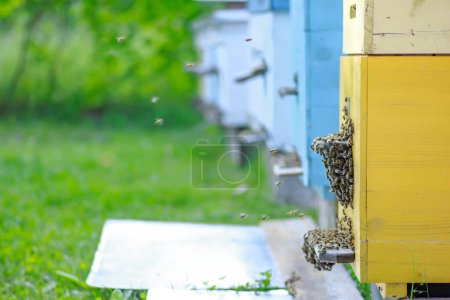 Téléchargez les photos : Des abeilles à l'entrée de la ruche. Abeilles revenant de la collecte de miel à la ruche jaune. Des abeilles à l'entrée. Gardiens de colonies d'abeilles mellifères ruche de piller miellat. - en image libre de droit