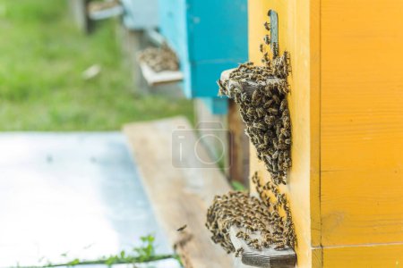 Photo for Bees at old hive entrance. Bees returning from honey collection to yellow hive. Bees at entrance. Honey-bee colony guards hive from looting honeydew. bees return to beehive after honeyflow. Copy space - Royalty Free Image