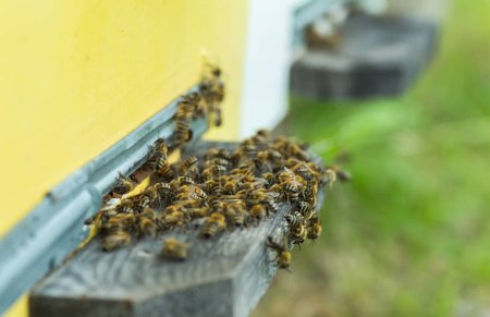 Foto de Abejas en la antigua entrada de la colmena. La colonia de abejas melíferas protege a la colmena del saqueo de la miel. las abejas regresan a la colmena después del flujo de miel. Copiar espacio - Imagen libre de derechos