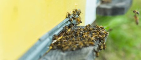 Téléchargez les photos : Des abeilles à l'entrée de la ruche. Abeilles revenant de la collecte de miel à la ruche jaune. Des abeilles à l'entrée. abeilles retournent à la ruche après le flux de miel. Espace de copie - en image libre de droit