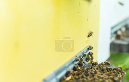 Photo for Bees at old hive entrance. Honey-bee colony guards hive from looting honeydew. bees return to beehive after honeyflow. Copy space - Royalty Free Image