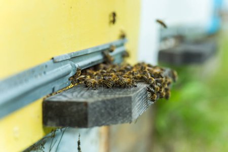 Abejas en la antigua entrada de la colmena. La colonia de abejas melíferas protege a la colmena del saqueo de la miel. las abejas regresan a la colmena después del flujo de miel. Copiar espacio